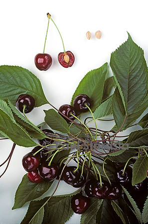 Prunus avium (cerise) ‘Première’