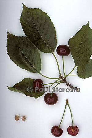 Prunus cerasus (cerise) ‘Griotte de Provence’