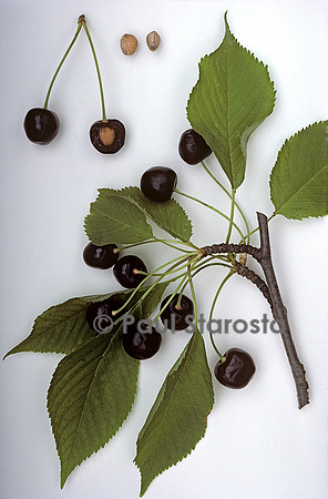 Prunus cerasus (cerise) ‘Guigne de Montreux’