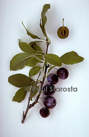 Prunus domestica (prune) ‘Brignon de la Saint Michel’