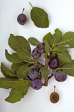 Prunus domestica (prune) ‘Brignon Violet’