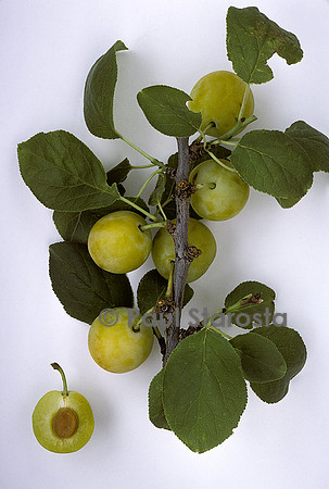 Prunus domestica (prune) ‘Jaunenque’