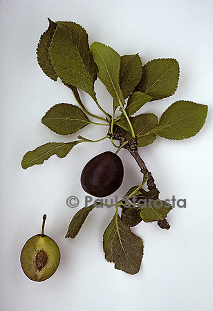 Prunus domestica (prune) ‘Perdrigon Rouge’