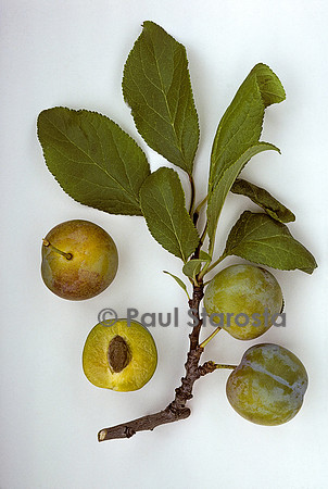Prunus domestica (prune) ‘Reine Claude Dorée’