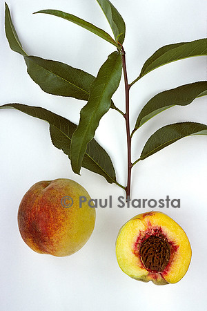 Prunus persica (pêche) ‘Alberge Jaune’