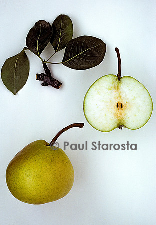 Pyrus communis (poire) ‘Belle Sans Pépins’