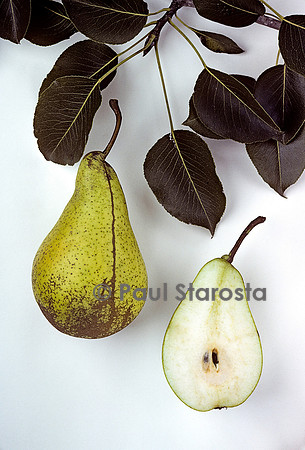 Pyrus communis (poire) ‘Curé’