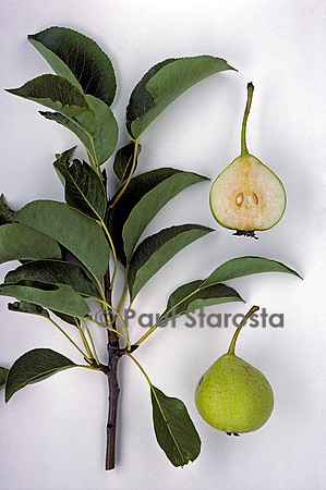 Pyrus communis (poire) ‘de la St Jean’