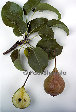 Pyrus communis (poire) ‘Elzette Rouge’