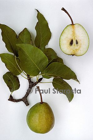 Pyrus communis (poire) ‘Elzette’