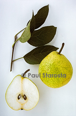 Pyrus communis (poire) ‘Épine du Mas’