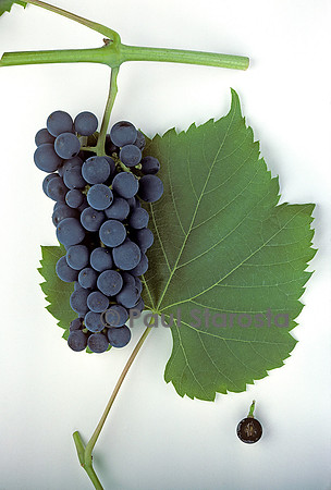 Vitis vinifera (raisin) ‘Baco’