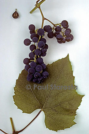 Vitis riparia (raisin) ‘Clinton’