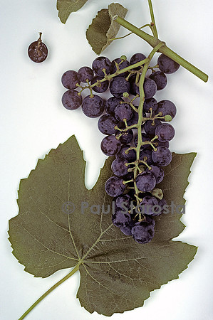 Vitis labrusca 'Concord' (raisin)