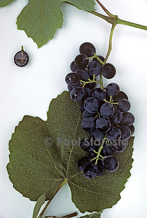 Vitis labrusca 'Isabella' (raisin)