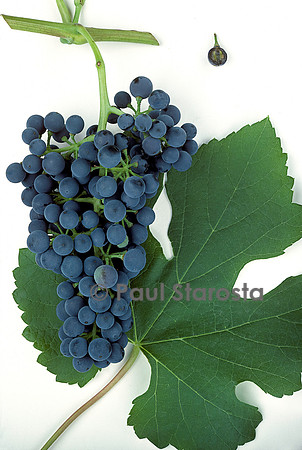 Vitis aestivalis (raisin) ‘Jacquez’