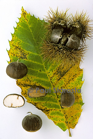 Castanea sativa (châtaigne) ‘Ambournière’