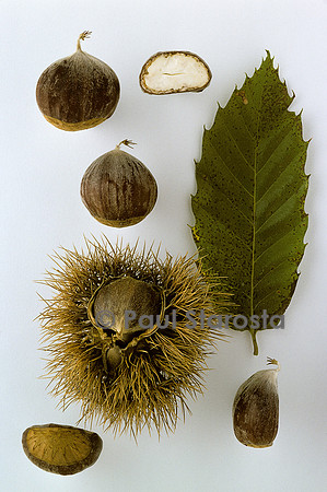Castanea sativa (châtaigne) ‘Barbue’