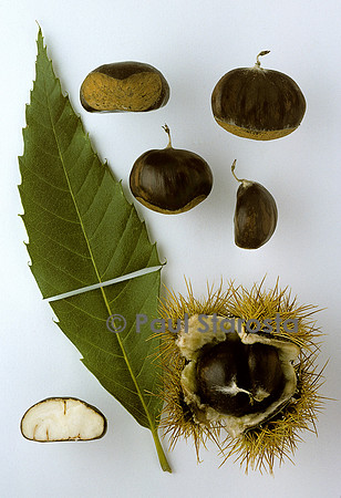 Castanea sativa (châtaigne) ‘Besse’