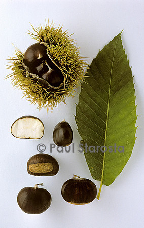 Castanea sativa (châtaigne) ‘Bon Arbre’