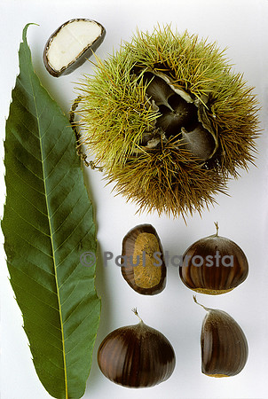 Castanea sativa (châtaigne) ‘Bouche de Bétizac’