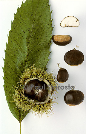 Castanea sativa (châtaigne) ‘Boudinenque’