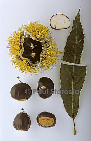 Castanea sativa (châtaigne) ‘Cabride’