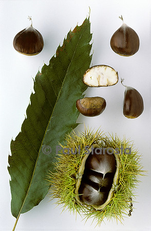 Castanea sativa (châtaigne) ‘Bournette’
