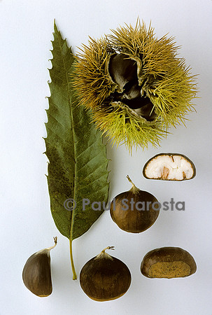 Castanea sativa (châtaigne) ‘Clapisse’