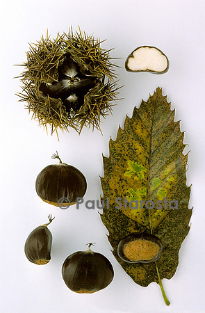 Castanea sativa (châtaigne) ‘Clarespi’