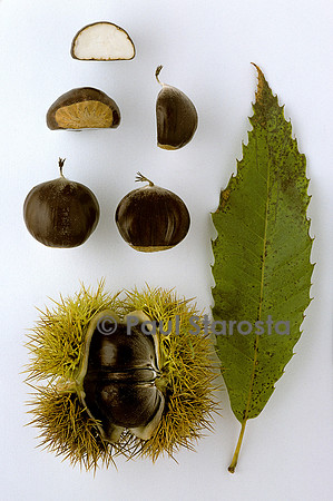Castanea sativa (châtaigne) ‘Cline’