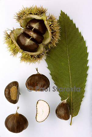 Castanea sativa (châtaigne) ‘Comballe’ (2)