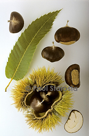 Castanea sativa (châtaigne) ‘Comballe’