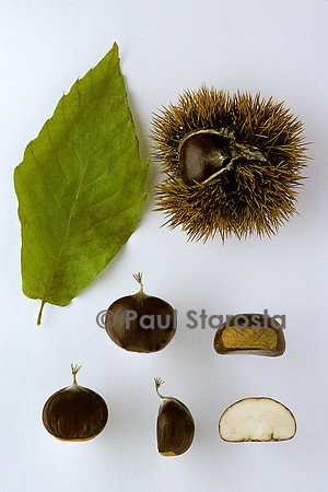 Castanea sativa (châtaigne) ‘Coutinelle’
