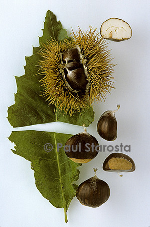 Castanea sativa (châtaigne) ‘Cui’