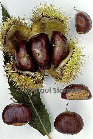 Castanea sativa (châtaigne) ‘Dauphine’