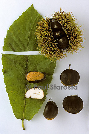 Castanea sativa (châtaigne) ‘Ferriero’