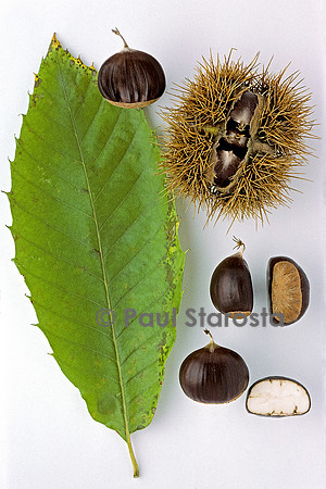 Castanea sativa (châtaigne) ‘Figarette’