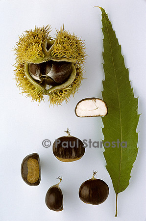 Castanea sativa (châtaigne) ‘Fourcade’