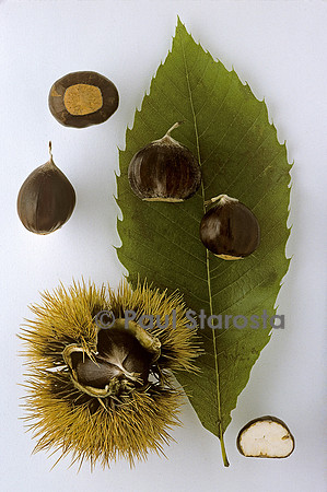 Castanea sativa (châtaigne) ‘Gène’