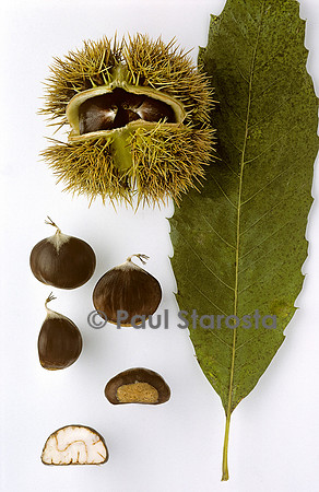 Castanea sativa (châtaigne) ‘Menette’