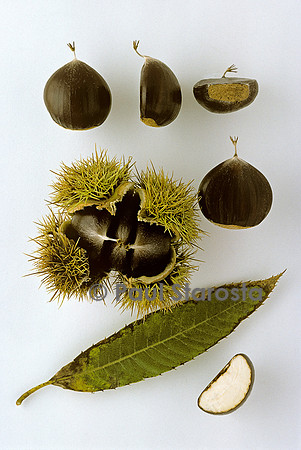 Castanea sativa (châtaigne) ‘Mijone’