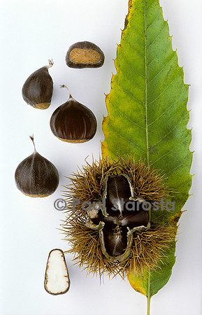Castanea sativa (châtaigne) ‘Pellégrine’