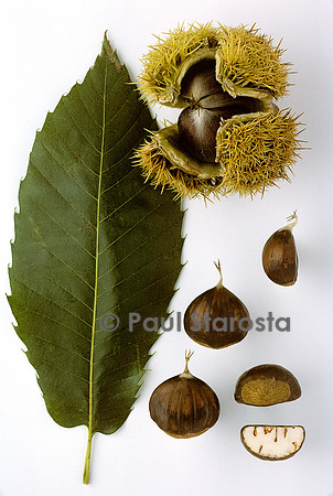 Castanea sativa (châtaigne) ‘Peyroulette’ (2)