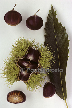 Castanea sativa (châtaigne) ‘Peyroulette’