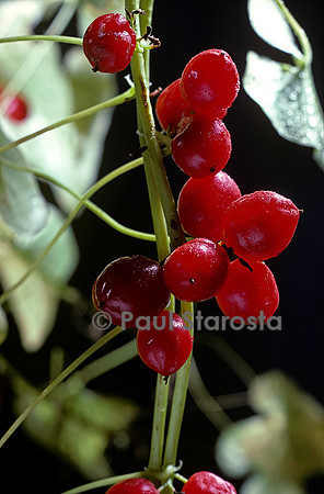 Dioscorea communis (tamier ou herbe aux femmes battues)