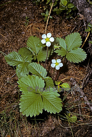 Fragaria vesca (fraisier des bois)