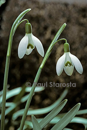 Galanthus nivalis (perce-neige)