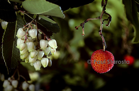 Arbutus unedo (arbousier)