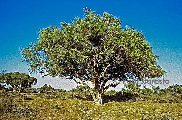 Argania spinosa (arganier)